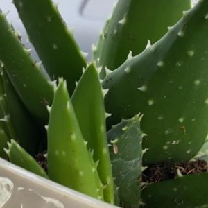 Meet your Posher, Ronnie